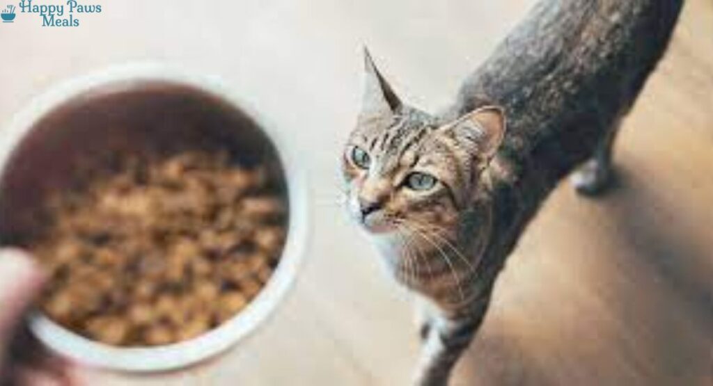 choose-the-right-dry-cat-food-for-cats